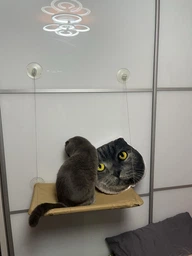 Лежанка для кошек оконный гамак с присосками на окно Sunny Seat Mounted Cat Bed до 22 кг Лёгкая Бежевая (3026) фото от покупателей 2