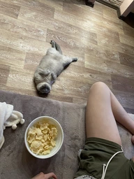 Сухой корм для котов Purina Pro Plan Adult 1+ Renal Plus с курицей 1.5 кг (НФ-00000364) фото от покупателей 13