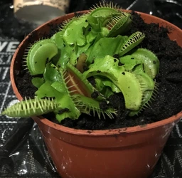 Растение Хищник Венерина мухоловка Дентата AlienPlants Dionaea muscipula Dentate размер S (SUN0017CP) фото от покупателей 2