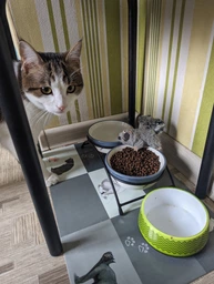 Игрушка для котов GiGwi Енот с кошачьей мятой Catch&scratch 8 см (75019Collar) фото от покупателей 3