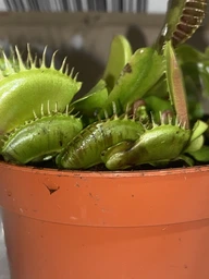 Растение хищник Венерина Мухоловка AlienPlants B52 Dionaea muscipula B52 размер L (SUN0001CP) фото от покупателей 5