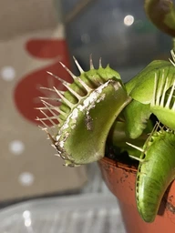 Растение хищник Венерина Мухоловка AlienPlants B52 Dionaea muscipula B52 размер L (SUN0001CP) фото от покупателей 3