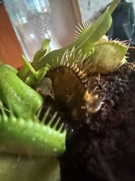 Росток венериной мухоловки. Дионея Floret фото от покупателей 3