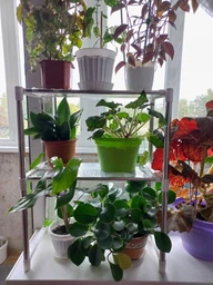 Телескопическая полка Kitchen для микроволновки 50 х 26 х 4 см Белый (IS33) фото от покупателей 2