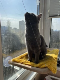 Лежанка для кошек оконный гамак с присосками на окно Sunny Seat Mounted Cat Bed до 22 кг Лёгкая Бежевая (3026) фото от покупателей 2