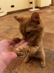 Промо набор лакомств для котов Мясные палочки Gimborn GimCat ягненок и курица grainf-free 4 шт 1 упаковка + Мясные палочки Gimborn GimCat мясо птицы grain-free 4 40 г