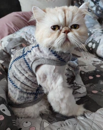Кофта без рукава для котов и кошек Style Pets Guch L