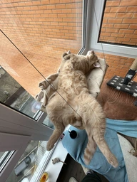 Лежанка для кошек оконный гамак с присосками на окно Sunny Seat Mounted Cat Bed до 22 кг Лёгкая Бежевая (3026) фото от покупателей 1