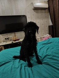 Щётка-фен расчёска для груминга шерсти собак и кошек 2в1 PET Grooming Dryer WN-10 массажёр для животных фото от покупателей 3