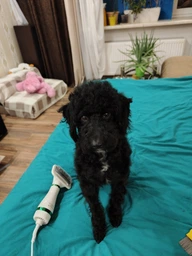 Щётка-фен расчёска для груминга шерсти собак и кошек 2в1 PET Grooming Dryer WN-10 массажёр для животных фото от покупателей 1