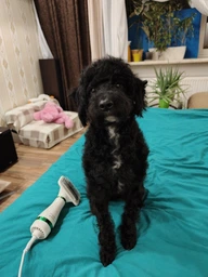 Щётка-фен расчёска для груминга шерсти собак и кошек 2в1 PET Grooming Dryer WN-10 массажёр для животных