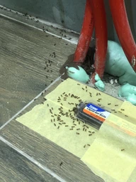Средство от муравьев Terro T300B Liquid Ant Killer. Станция приманка. Терро от муравьев. Уничтожает колонию. фото от покупателей 3