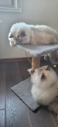 Кігтеточка-стовпчик Природа «Фелікс» 36 х 36 х 50 см (графітовий) фото від покупців 17