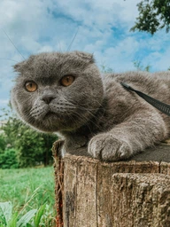 Сухой корм Brit Care Cat GF Haircare Healthy & Shiny Coat для кожи и шерсти кошек - 7 кг фото от покупателей 5