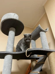 Високий котячий комплекс когтеточка з будиночком, гамак для кішок дрібних і середніх порід 190x80x60см бежево-коричневий фото від покупців 10