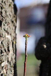 Canon RF 50mm f/1.8 STM (4515C005) фото от покупателей 2