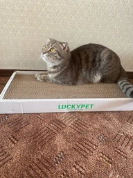 Царапка ЭКО "Подиум мини" картон LuckyPet, 24x50x5 фото от покупателей 10