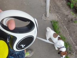 Повідець висувний FLEXI New Comfort M 5м Чорний (4000498043646)