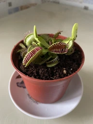 Венерина мухоловка. Дионея Floret фото от покупателей 1
