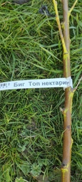 Саджанці Яскрава Нектарин Біг Топ (41732) (самоплідний сорт середнього дозрівання)