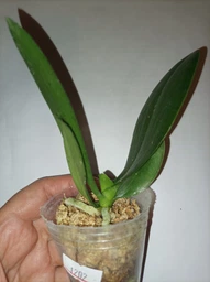 Орхидея (нецветущий подросток) TopDreams Phal N1202 / 9975 Green World 'Saneskin', квіти воскові 8 см, 1.7 (мох) фото от покупателей 1