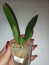 Орхидея (нецветущий подросток) TopDreams Phal N1202 / 9975 Green World 'Saneskin', квіти воскові 8 см, 1.7 (мох)