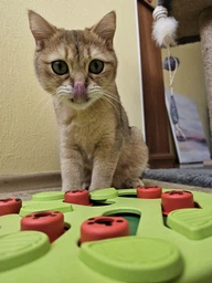 Nina Ottosson Buggin Out Puzzle & Play Игрушка-головоломка для котов, 1 шт фото от покупателей 2