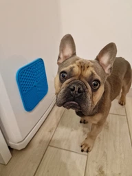 Силиконовый коврик для лизания и медленного питания для собак и кошек UrbanPets, зеленый фото от покупателей 3