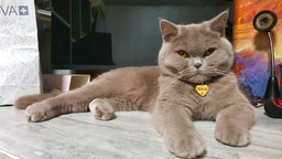 Сухой корм для котов Purina Pro Plan Adult 1+ Renal Plus с курицей 1.5 кг (НФ-00000364) фото от покупателей 10