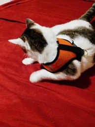Шлейка для собак з повідцем Pet Style "Сітка" Рожева S фото від покупців 6
