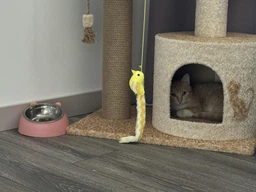 Компактная высокая когтеточка с домиком для котов котят Мария 105х60х40см бежево молочный