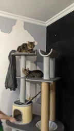 Стильная когтеточка с домиком игровой комплекс для кошек, котов всех пород 190х80х60см серо бежевая фото от покупателей 1