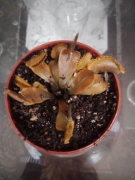 Растение хищник AlienPlants Венерина Мухоловка Дионео размер S в горшке (SUN0020CP)