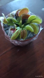 Венерина мухоловка. Дионея Floret фото от покупателей 15