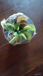 Венерина мухоловка. Дионея Floret фото от покупателей 13