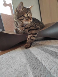 Кігтеточка дряпка з гофрокартону лежанка для котів з картонним фасадом Cat Joy Modern Whitish 54x13x25 см