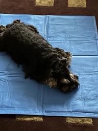 Охлаждающий коврик для собак GEL Pet Cooling Mat 81х96 см
