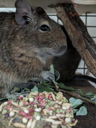 Корм для дегу "Degu" тм Буся - 550г фото від покупців 4