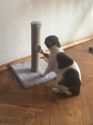 Дряпка для кота Мур-Мяу Малюк 30х30х42 см для маленьких кошенят у джутовій мотузці Сірий фото від покупців 4