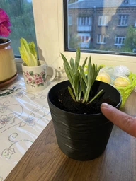 Сукулент Сенеціо Серпенс (Senecio serpens), контейнер 7*7*8 см (s002s) фото від покупців 1
