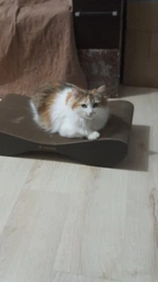 Кігтеточка з картону посиленого з дерев'яним фасадом Cat Joy Bionica Beige Wood 63х14х29 см фото від покупців 12