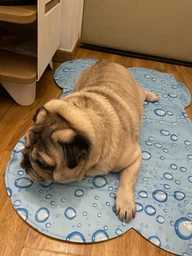 Охолоджуючий килимок для собак та котів Nobby Fresh Cooling Mat Кісточка блакитний L 86.5х61 см 62281 фото від покупців 3
