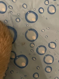 Охолоджуючий килимок для собак та котів Nobby Fresh Cooling Mat Кісточка блакитний L 86.5х61 см 62281 фото від покупців 2
