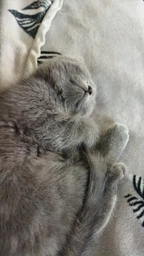 Сухий корм HOME FOOD For British and Scottish breeds для дорослих котів британських та шотландських порід з індичкою та качкою, 400 г