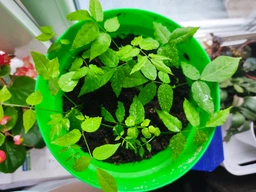 Глициния семена 10 шт (Wisteria) вистерия