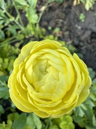 Луковицы Яскрава Лютики Yellow (29760) (5шт)