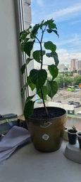Набір для вирощування гострого перцю Pepper-X Carolina Reaper Red (Каролінський Жнець) фото от покупателей 2