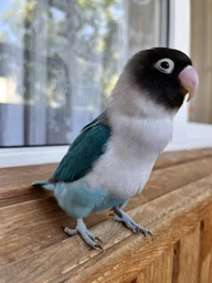 Корм для средних попугаев Versele-Laga Prestige Cockatiels зерновая смесь 1 кг (5410340218808) фото от покупателей 1