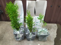 Саженцы Яскрава Туя Smaragd (Смарагд) контейнер 0.5 л (39055) фото от покупателей 2