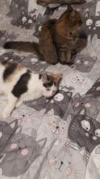 Покрывало Руно с ультразвуковой стежкой 150х212 см Полуторный Grey Cat двустороннее (Р360.52_Grey Cat) фото от покупателей 18